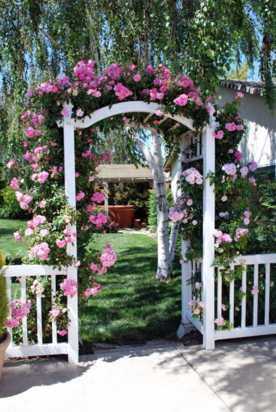 , khu vườn mùa hè ngọt ngào với cổng vòm rực rỡ sắc hoa