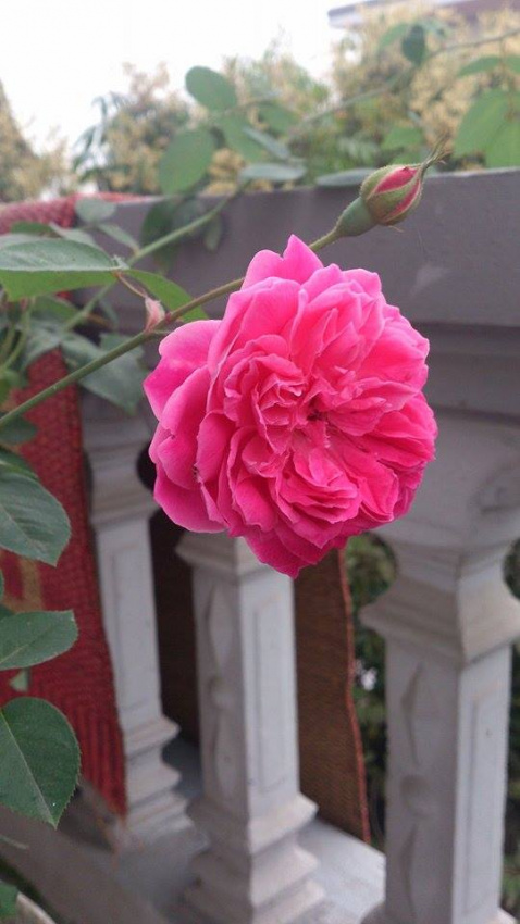 Vườn hồng mini quyến rũ trên ban công