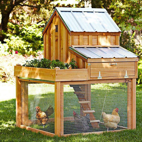 Những chuồng gà đẹp và tiện nghi cho sân vườn