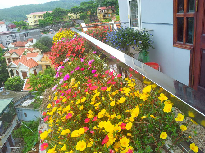 Ngôi nhà rực rỡ sắc hoa mười giờ ở Quảng Ninh