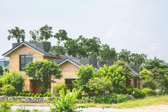 Nhà ở Hà Nội nổi bật với vườn bưởi trĩu quả trên mái