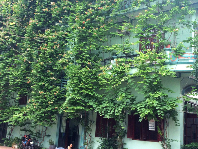 , rèm cây xanh giải nhiệt cho ngôi nhà hướng tây 3 mặt đường