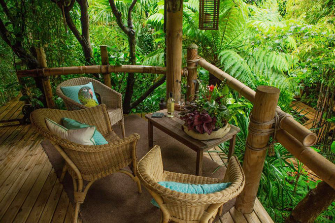 , chủ nhà ở anh dành 20 năm biến vườn sau thành rừng nhiệt đới