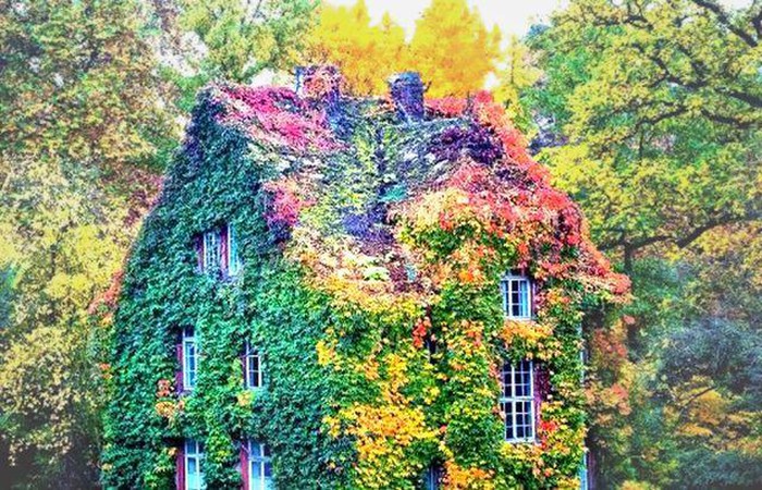 , mãn nhãn những ngôi nhà phủ cây xanh đẹp như cổ tích