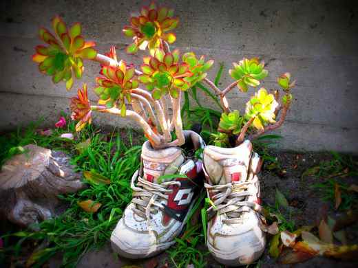 , sân vườn sinh động hơn với cây trồng trong những chiếc giày