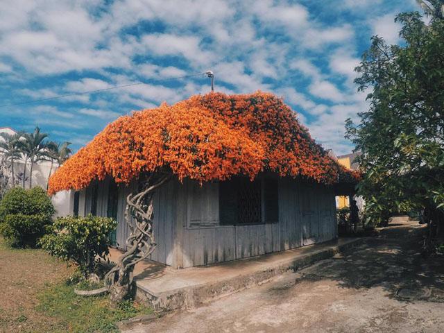 Ngôi nhà phủ kín hoa xác pháo màu cam đẹp như mơ