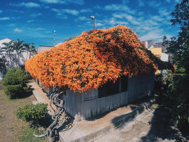 , ngôi nhà phủ kín hoa xác pháo màu cam đẹp như mơ