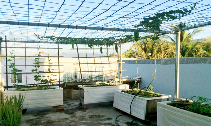 Gia chủ sử dụng bồn tắm để trồng rau trên sân thượng
