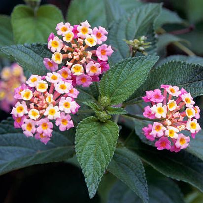 Những loại hoa phổ biến và dễ trồng cho khu vườn mùa hè nhà bạn