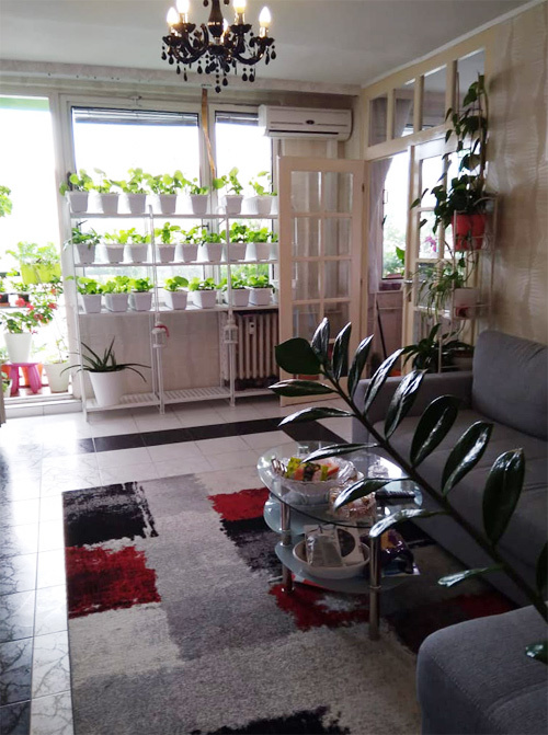 Đã mắt với vườn rau sạch trong nhà và ban công của gia đình Việt ở Czech