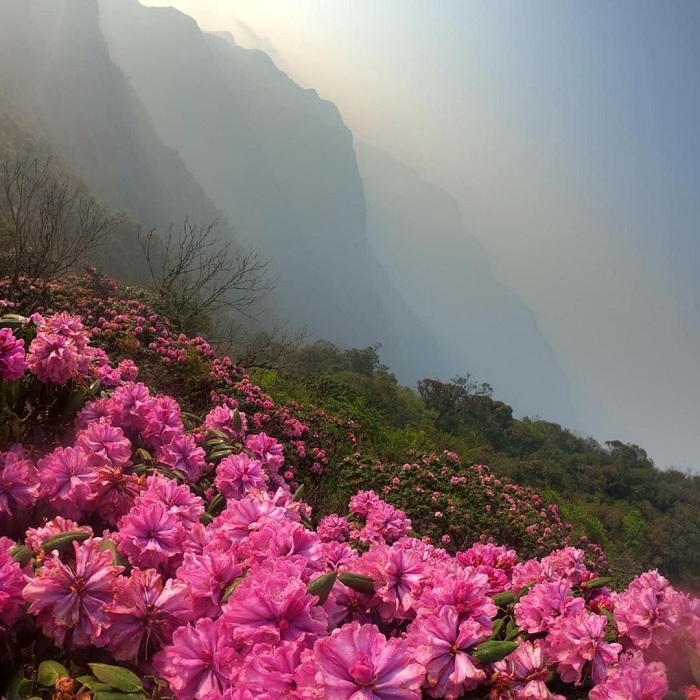 núi tả liên lai châu, lên núi tả liên lai châu ngắm khu rừng cổ tích, thưởng thức mùa hoa đỗ quyên hồng rực
