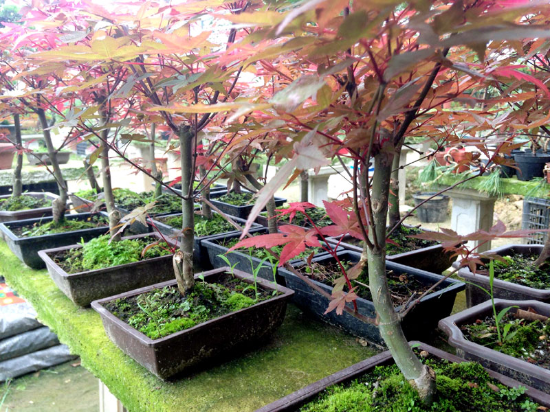 Vườn phong lá đỏ bonsai độc đáo ở Hà Nội