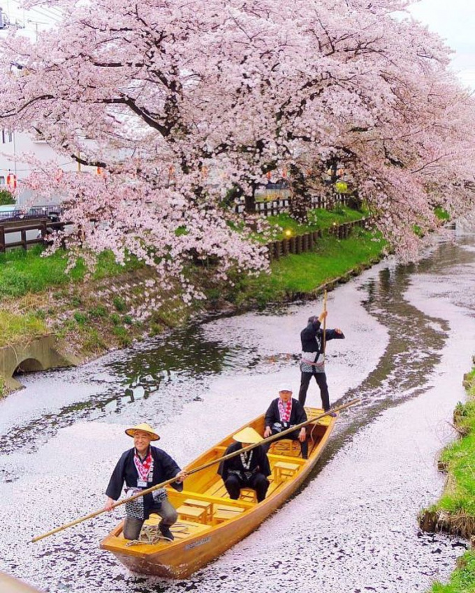 resort nhật bản, sông shingashi, sang nhật đến sông shingashi ngồi thuyền ngắm hoa anh đào