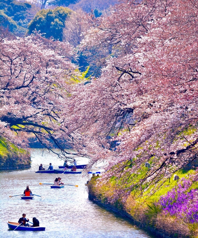 resort nhật bản, sông shingashi, sang nhật đến sông shingashi ngồi thuyền ngắm hoa anh đào