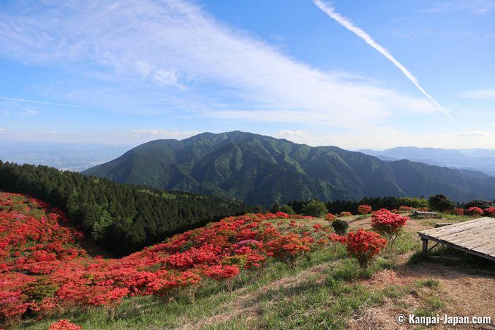 núi yamato katsuragi, hoa đỗ quyên, du lịch nhật bản, chiêm ngưỡng sắc đỏ mùa thu giữa bạt ngàn màu xanh mùa hè