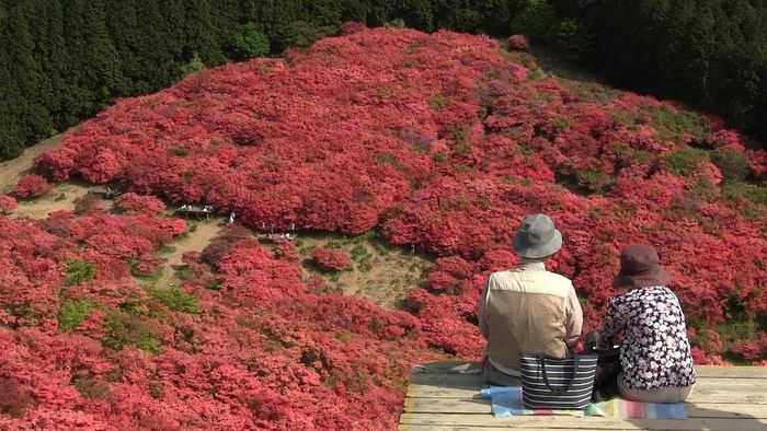 núi yamato katsuragi, hoa đỗ quyên, du lịch nhật bản, chiêm ngưỡng sắc đỏ mùa thu giữa bạt ngàn màu xanh mùa hè