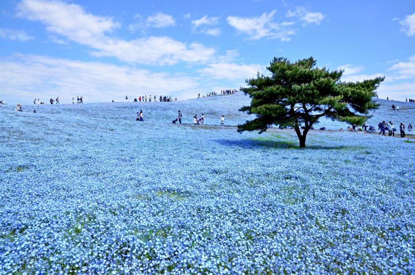 Thiên đường hoa nở quanh năm ở Nhật Bản