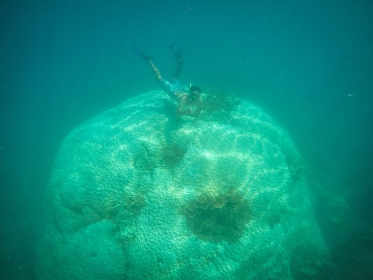sửng sốt với cột san hô khổng lồ ít người biết khi lặn biển tại côn đảo