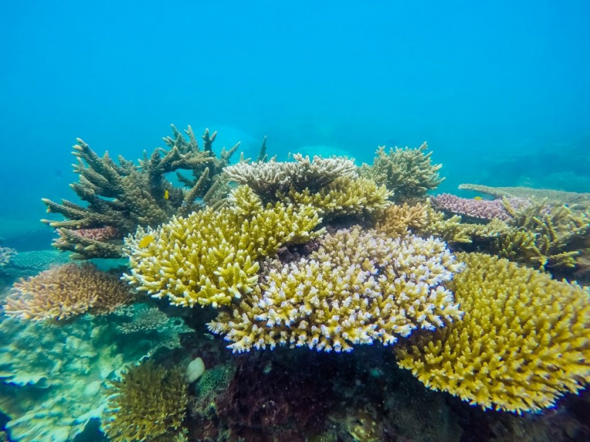 sửng sốt với cột san hô khổng lồ ít người biết khi lặn biển tại côn đảo