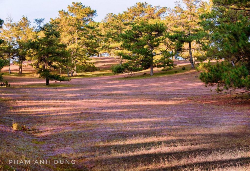 Đà Lạt tháng 11 - mùa cỏ hồng đẹp đến nao lòng