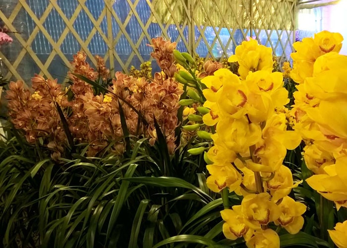 phú quốc, kiên giang, top 10 loài hoa đẹp ở đà lạt