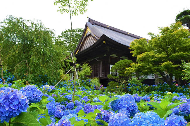 Đến nơi đẹp nhất Nhật Bản để ngắm cẩm tú cầu, đến một lần say cả đời