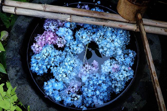 nơi đẹp nhất ngắm hoa cẩm tú cầu, cẩm tú cầu ở nhật bản, ngắm hoa cẩm tú cầu, đến nơi đẹp nhất nhật bản để ngắm cẩm tú cầu, đến một lần say cả đời