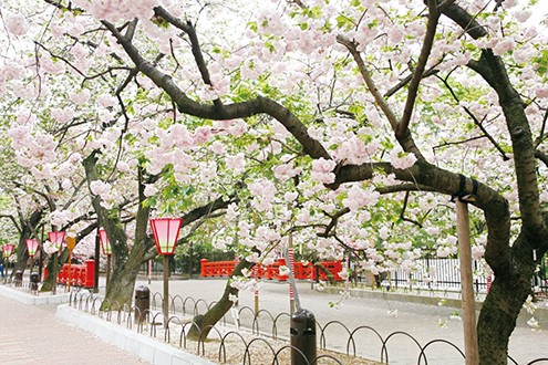 cục đúc tiền osaka, hiryu san meioji, bangpak kinen koen, lâu đài osaka, japan mint, chùa katsuoji, hoa anh đào, osaka, nhật bản, osaka – top 5 địa điểm ngắm hoa anh đào đẹp nhất năm 2020