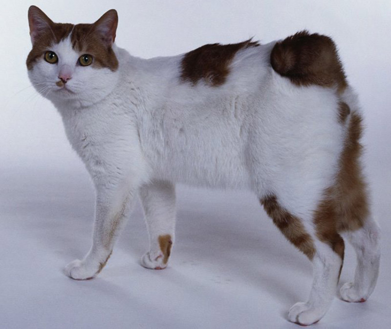 mèo cộc đuôi nhật bản, mèo bobtail, nhật bản, giống mèo quý hiếm của nhật bản có cái đuôi của một con thỏ, xuất hiện cách đây vài trăm năm