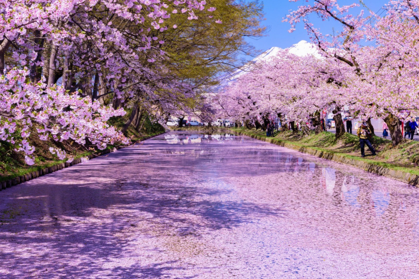 Choáng ngợp trước khung cảnh hoa anh đào phủ hồng khắp lâu đài Hirosaki