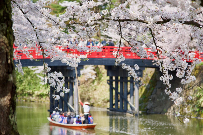 nhật bản, choáng ngợp trước khung cảnh hoa anh đào phủ hồng khắp lâu đài hirosaki