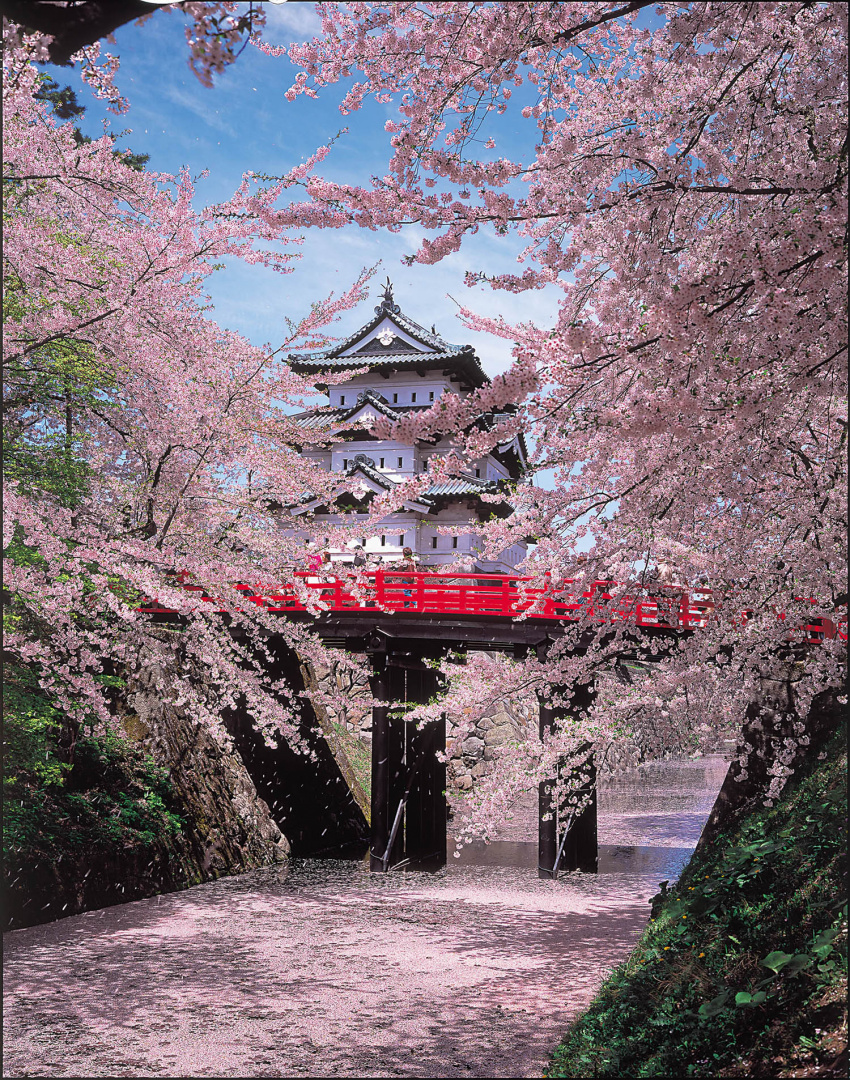 nhật bản, choáng ngợp trước khung cảnh hoa anh đào phủ hồng khắp lâu đài hirosaki