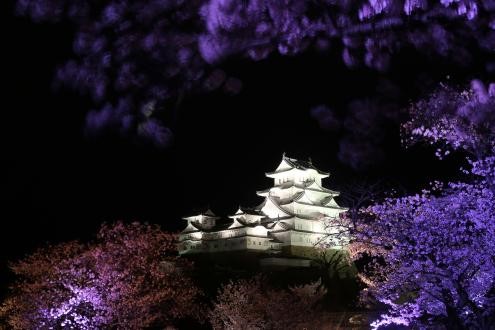 công viên kema sakuranomiya, tỉnh wakayama, bờ hồ nanagawa, tỉnh hyogo, lâu đài himeji, tỉnh nara, takami no sato, tỉnh shiga, viện bảo tàng miho, hoa anh đào, osaka, kansai, sakura, nhật bản, kansai – top 5 địa điểm ngắm hoa anh đào đẹp nhất năm 2021