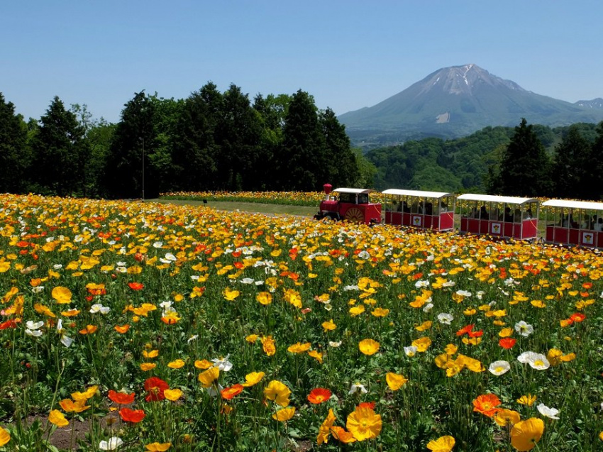Top 5 địa điểm ngắm hoa đẹp nhất vùng Kansai vào mùa xuân, bạn đừng bỏ lỡ!