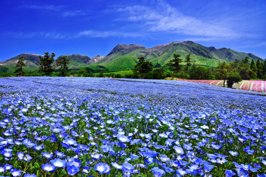 những nơi ngắm hoa ở vùng kansai, công viên hoa kuju, cầu thang hoa awaji yumebutai, trang trại sera kogen, công viên đảo nokonoshima, công viên hoa tottori, nhật bản, top 5 địa điểm ngắm hoa đẹp nhất vùng kansai vào mùa xuân, bạn đừng bỏ lỡ!