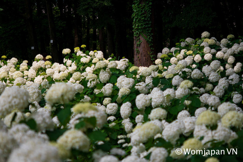 Vườn cẩm tú cầu đủ màu sắc nở rộ ngay sát bên Tokyo, lại vào cửa miễn phí