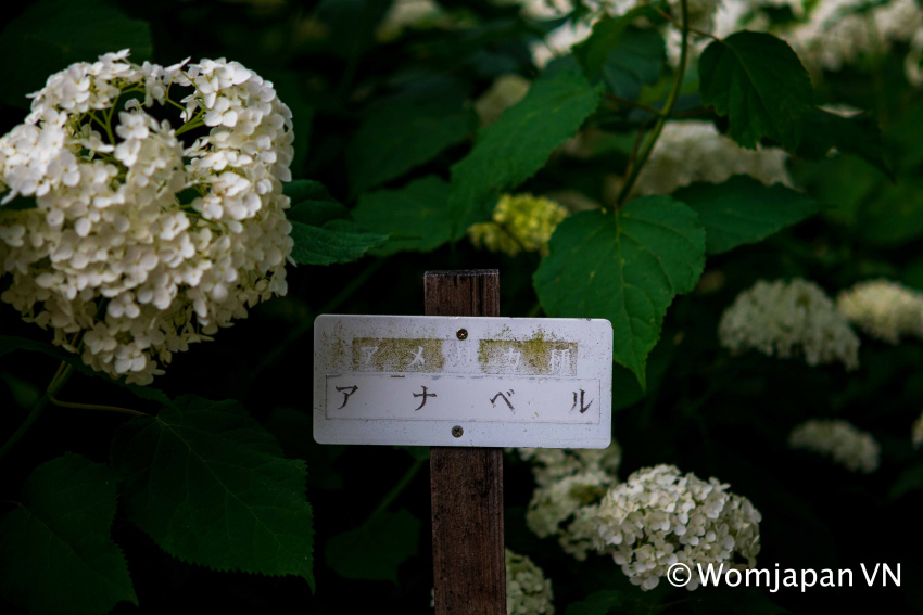 hoa tháng 6, công viên, sagamiharakita, cẩm tú cầu, hoa, nhật bản, vườn cẩm tú cầu đủ màu sắc nở rộ ngay sát bên tokyo, lại vào cửa miễn phí