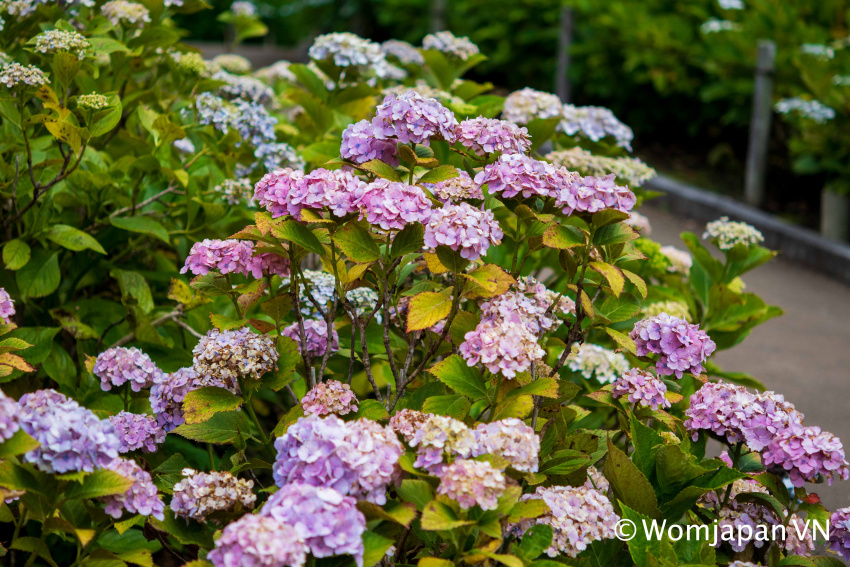 hoa tháng 6, công viên, sagamiharakita, cẩm tú cầu, hoa, nhật bản, vườn cẩm tú cầu đủ màu sắc nở rộ ngay sát bên tokyo, lại vào cửa miễn phí