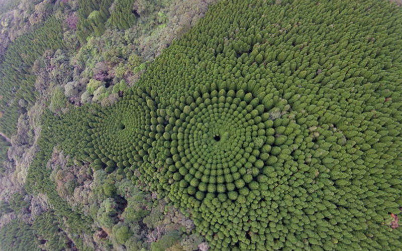 Bí mật vòng vòng đầy mê hoặc bí ẩn bên trong khu rừng Nhật Bản