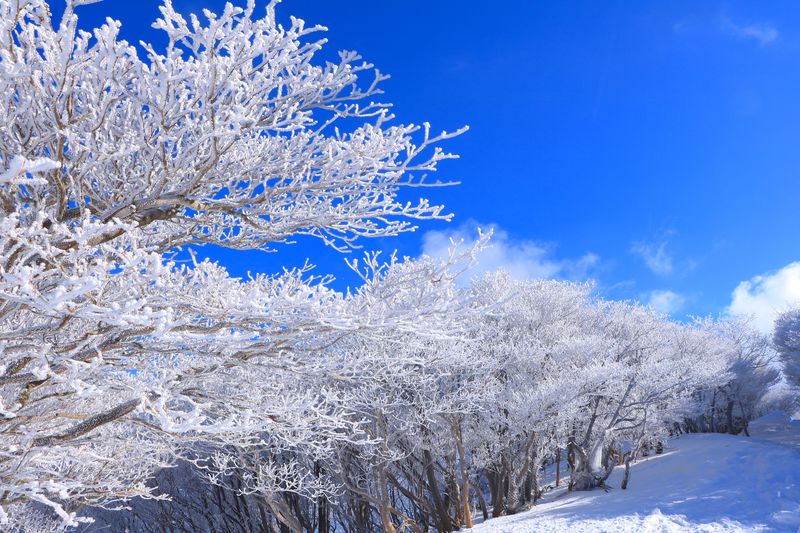 “Quái vật tuyết” đáng mong chờ nhất trong mùa đông, cảnh tượng tinh khiết ai cũng mơ ước được ghé tới