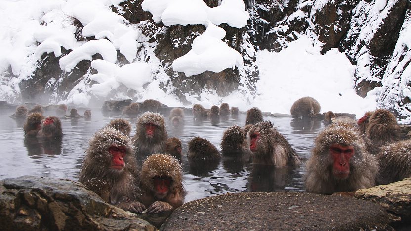 Tháng 1 và tháng 2: Khỉ tuyết rủ nhau đi tắm suối nước nóng tại Jigokudani Monkey Park