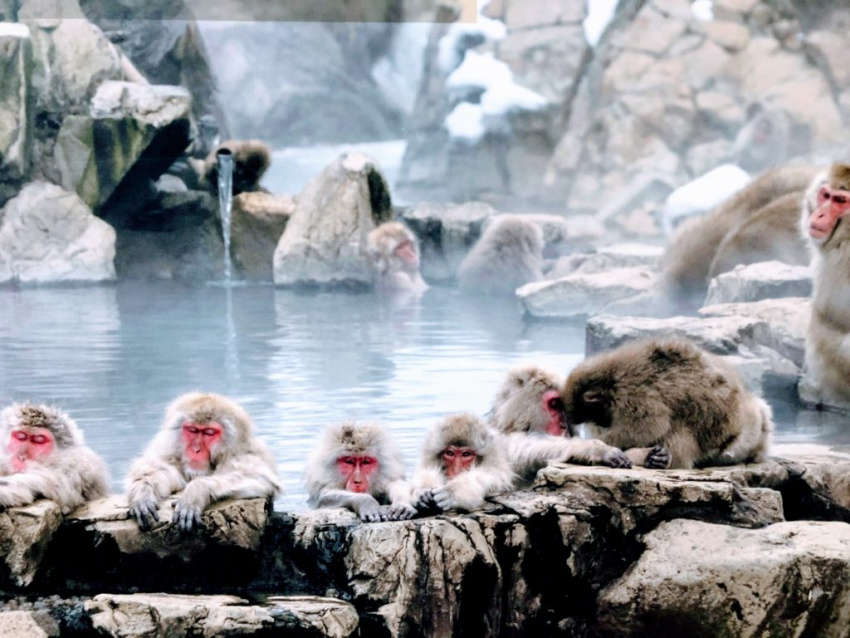 thung lũng jigokudani, suối nước nóng tự nhiên nhật bản, công viên khỉ jigokudani, jigokudani monkey park, nhật bản, tháng 1 và tháng 2: khỉ tuyết rủ nhau đi tắm suối nước nóng tại jigokudani monkey park