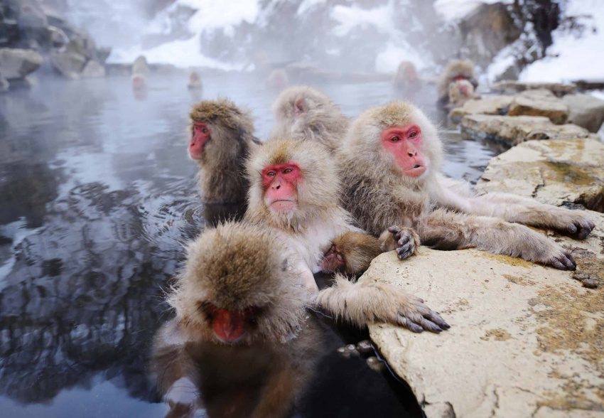 thung lũng jigokudani, suối nước nóng tự nhiên nhật bản, công viên khỉ jigokudani, jigokudani monkey park, nhật bản, tháng 1 và tháng 2: khỉ tuyết rủ nhau đi tắm suối nước nóng tại jigokudani monkey park