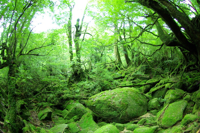 hình trái tim trên đảo yakushima, cây tuyết tùng 7200 năm tuổi, ngắm cây tuyết tùng, yakushima, nhật bản, hang động hình trái tim ẩn mình giữa núi rừng ở hòn đảo yakushima