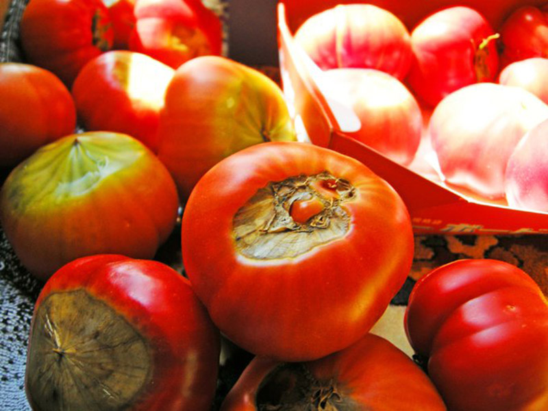 lợi ích của cà chua, cà chua nhật bản, cách lựa mua cà chua ngon, nhật bản, cư dân mạng nhật bản sốc khi biết bí mật của những quả cà chua ngọt lịm, nhìn tưởng chỉ có thể vứt bỏ