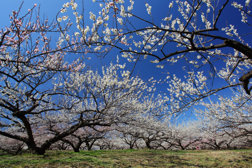 Top những địa điểm ngắm hoa mận nở đẹp nhất vùng Kanto từ tháng 3 – tháng 4/2022