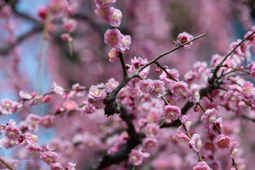 hoa ume ở nhật, các địa điểm ngắm hoa đẹp ở vùng kanto, ngắm hoa ume ở tokyo, địa điểm ngắm hoa mận ở kanto, nhật bản, top những địa điểm ngắm hoa mận nở đẹp nhất vùng kanto từ tháng 3 – tháng 4/2022