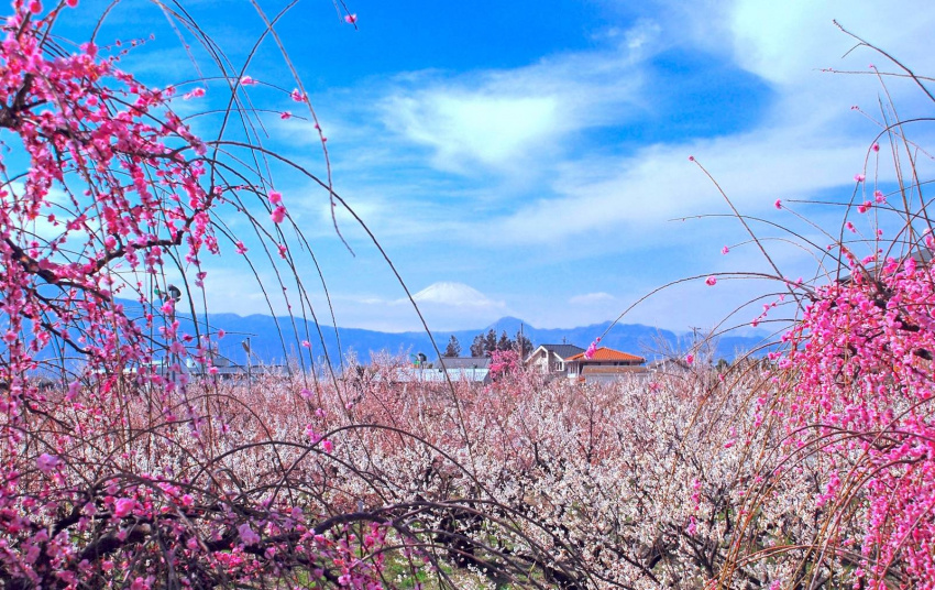 hoa ume ở nhật, các địa điểm ngắm hoa đẹp ở vùng kanto, ngắm hoa ume ở tokyo, địa điểm ngắm hoa mận ở kanto, nhật bản, top những địa điểm ngắm hoa mận nở đẹp nhất vùng kanto từ tháng 3 – tháng 4/2022