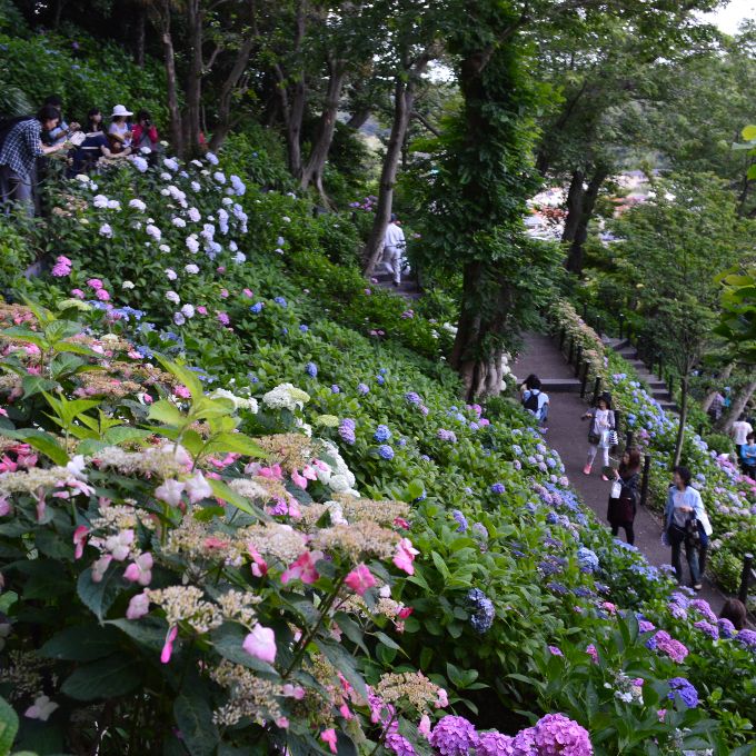 Con đường hoa cẩm tú cầu được người Nhật khao khát ghé thăm nhất