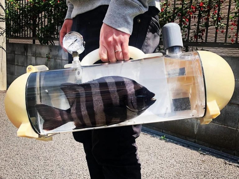 Nhật Bản: Dắt thú cưng đi dạo theo kiểu độc dị theo phiên bản bể cá di động
